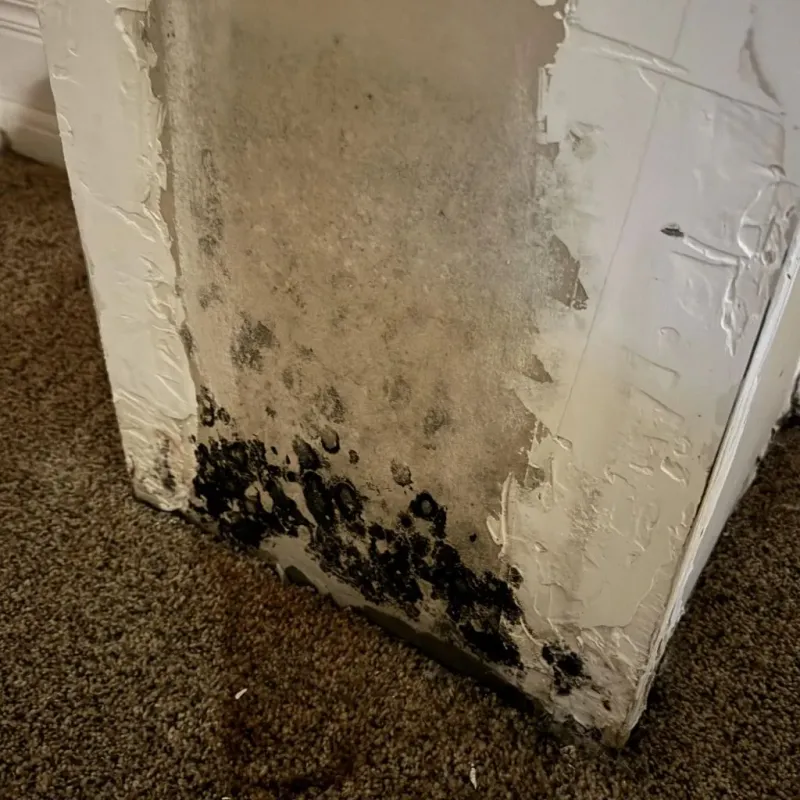 Professional Mold Removal in Seymour, MO